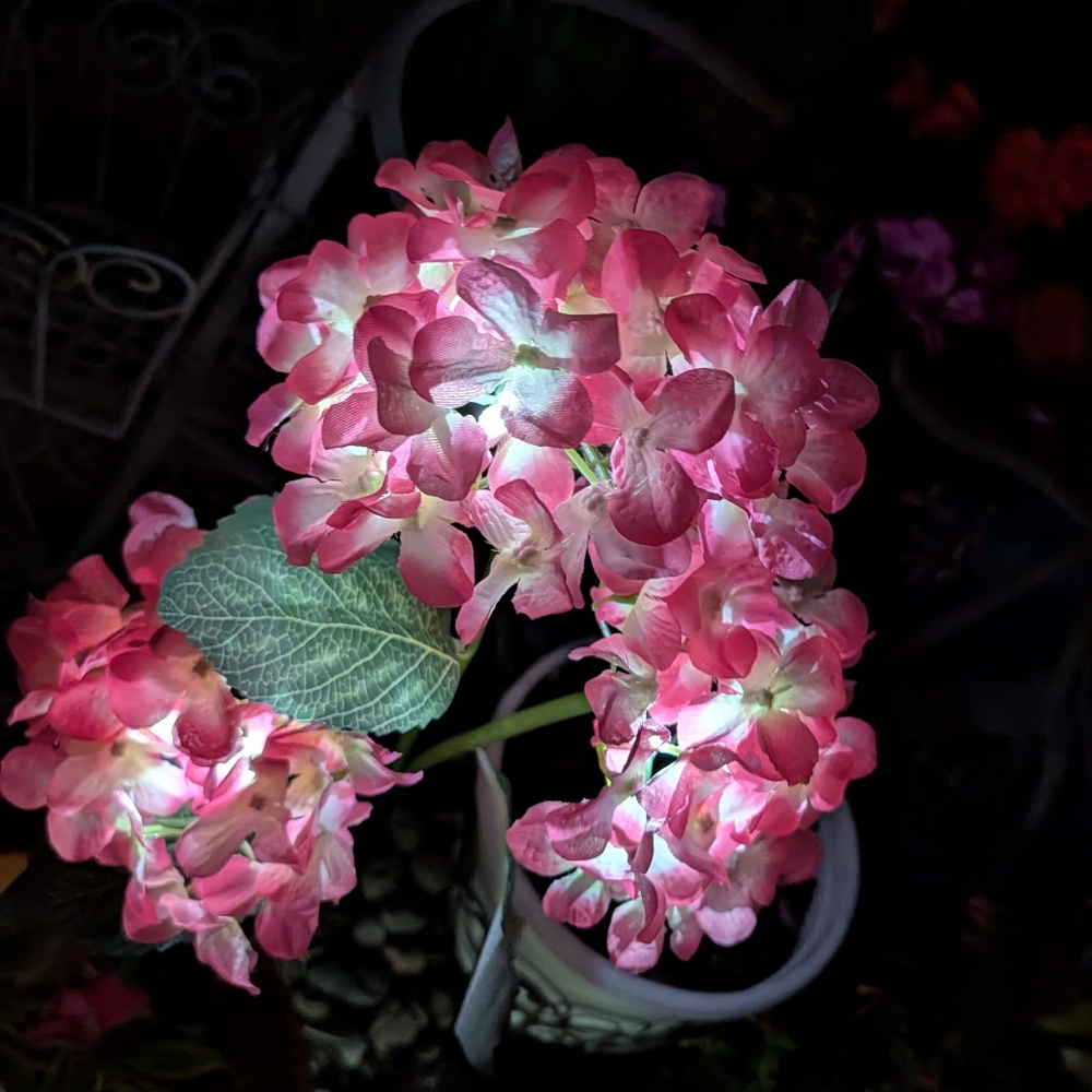 Meet your Posher, Delaney